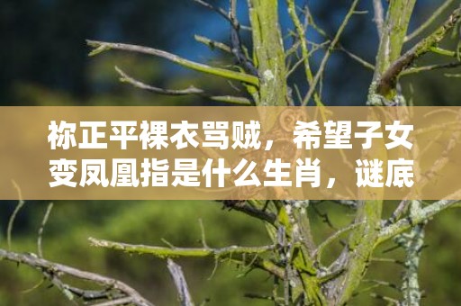 祢正平裸衣骂贼，希望子女变凤凰指是什么生肖，谜底解析落实