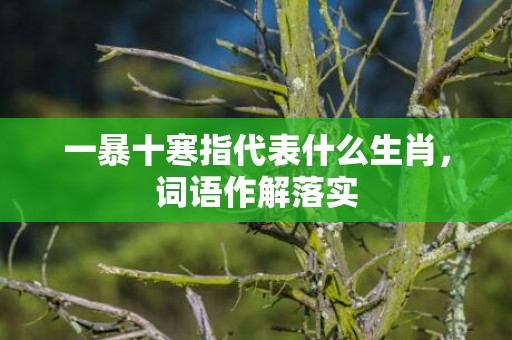 一暴十寒指代表什么生肖，词语作解落实