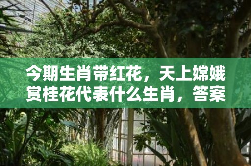今期生肖带红花，天上嫦娥赏桂花代表什么生肖，答案曝光落实