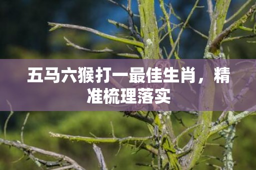 五马六猴打一最佳生肖，精准梳理落实
