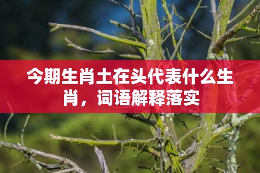 今期生肖土在头代表什么生肖，词语解释落实