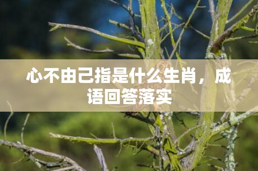 心不由己指是什么生肖，成语回答落实