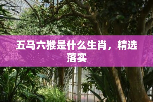 五马六猴是什么生肖，精选落实