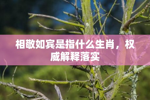相敬如宾是指什么生肖，权威解释落实
