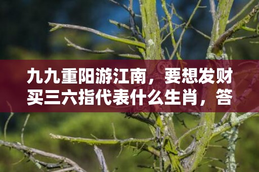 九九重阳游江南，要想发财买三六指代表什么生肖，答案曝光落实