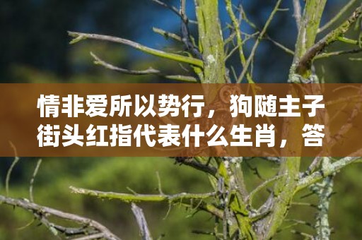 情非爱所以势行，狗随主子街头红指代表什么生肖，答案曝光落实