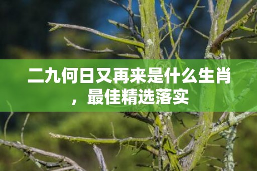 二九何日又再来是什么生肖，最佳精选落实