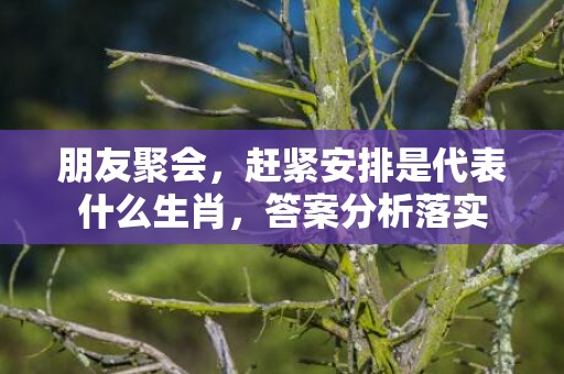 朋友聚会，赶紧安排是代表什么生肖，答案分析落实