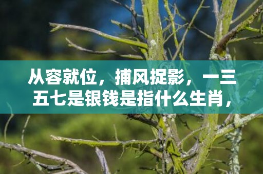 从容就位，捕风捉影，一三五七是银钱是指什么生肖，精选解释落实