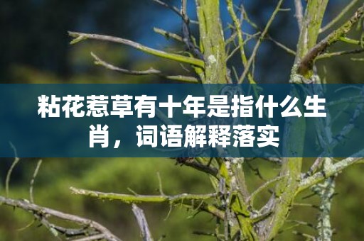 粘花惹草有十年是指什么生肖，词语解释落实