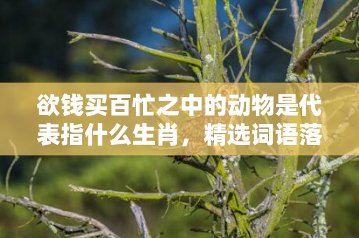 欲钱买百忙之中的动物是代表指什么生肖，精选词语落实