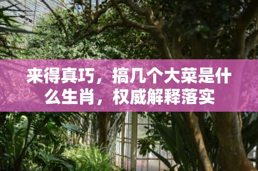 来得真巧，搞几个大菜是什么生肖，权威解释落实