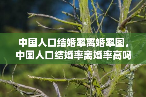 中国人口结婚率离婚率图，中国人口结婚率离婚率高吗(刚结婚三个月内离婚率)