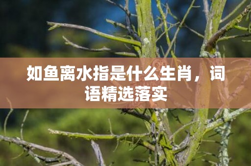 如鱼离水指是什么生肖，词语精选落实
