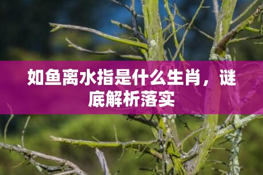 如鱼离水指是什么生肖，谜底解析落实
