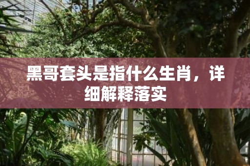 黑哥套头是指什么生肖，详细解释落实