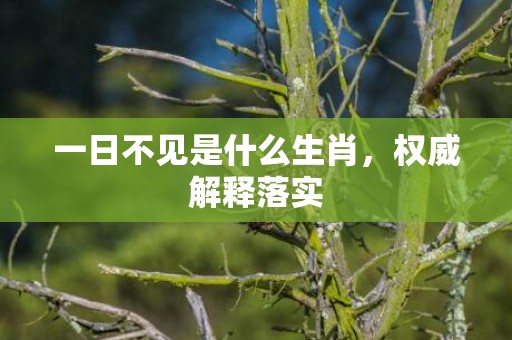 一日不见是什么生肖，权威解释落实