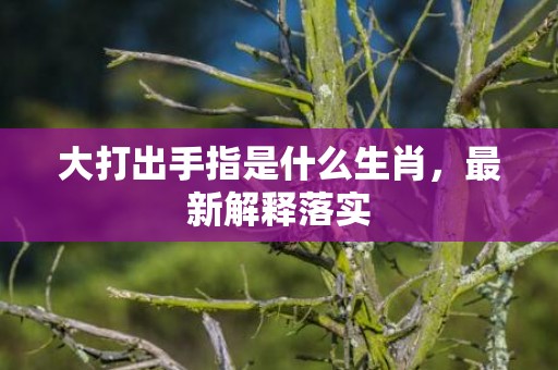 大打出手指是什么生肖，最新解释落实