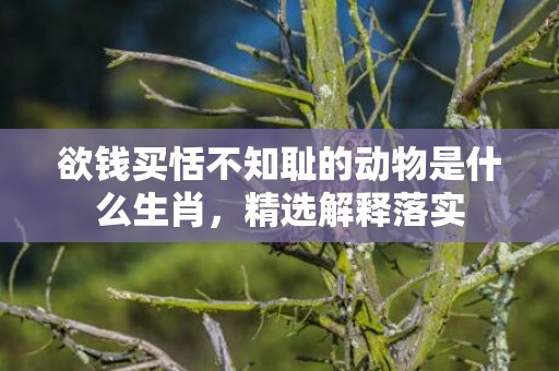 欲钱买恬不知耻的动物是什么生肖，精选解释落实