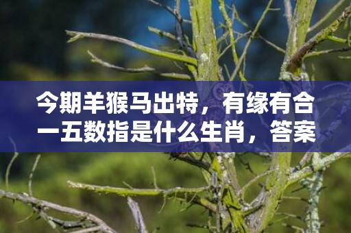 今期羊猴马出特，有缘有合一五数指是什么生肖，答案分析落实