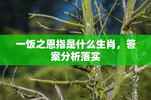 一饭之恩指是什么生肖，答案分析落实