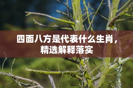 四面八方是代表什么生肖，精选解释落实