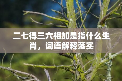 二七得三六相加是指什么生肖，词语解释落实