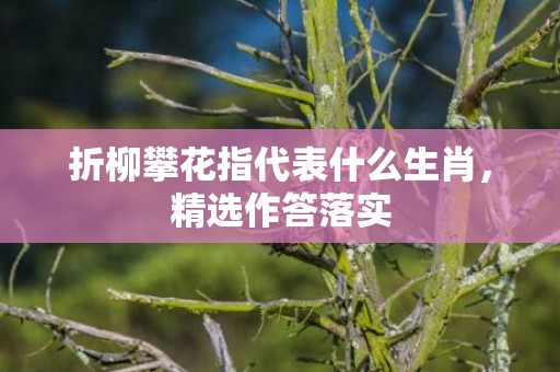 折柳攀花指代表什么生肖，精选作答落实