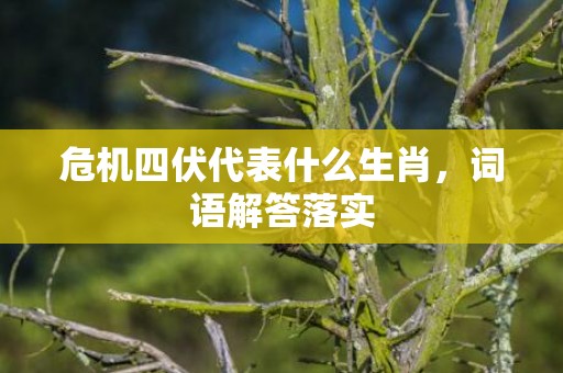 危机四伏代表什么生肖，词语解答落实