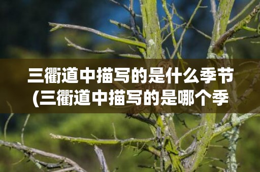 三衢道中描写的是什么季节(三衢道中描写的是哪个季节)