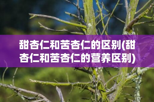 甜杏仁和苦杏仁的区别(甜杏仁和苦杏仁的营养区别)