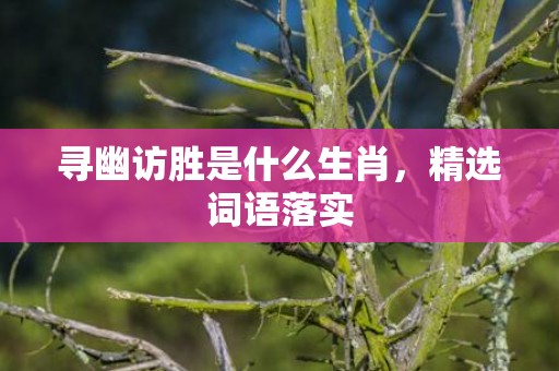 寻幽访胜是什么生肖，精选词语落实