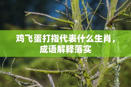 鸡飞蛋打指代表什么生肖，成语解释落实