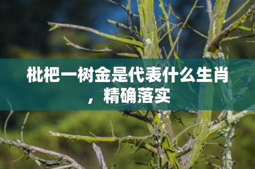 枇杷一树金是代表什么生肖，精确落实