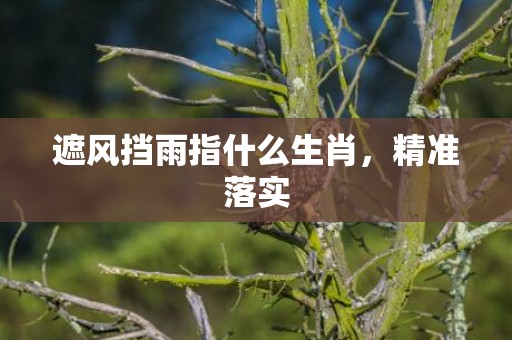 遮风挡雨指什么生肖，精准落实