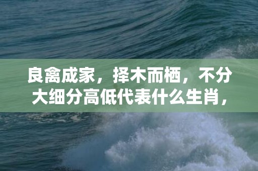 良禽成家，择木而栖，不分大细分高低代表什么生肖，精选作答落实