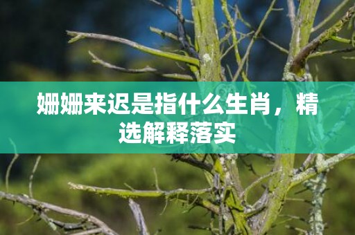 姗姗来迟是指什么生肖，精选解释落实