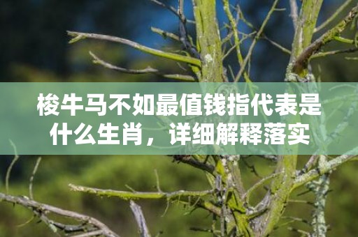梭牛马不如最值钱指代表是什么生肖，详细解释落实