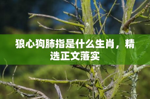 狼心狗肺指是什么生肖，精选正文落实