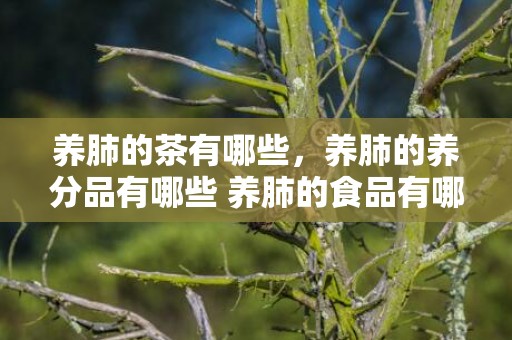养肺的茶有哪些，养肺的养分品有哪些 养肺的食品有哪些