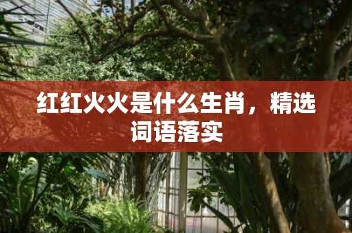 红红火火是什么生肖，精选词语落实