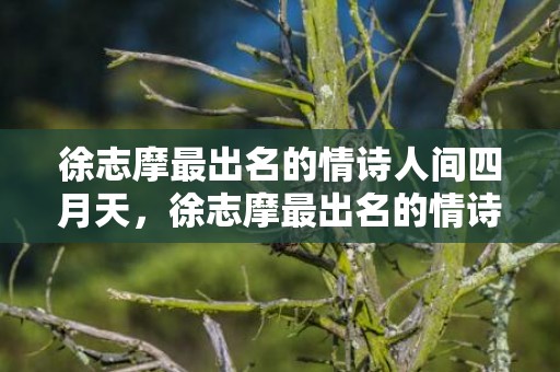徐志摩最出名的情诗人间四月天，徐志摩最出名的情诗（徐志摩很肉麻的情诗）