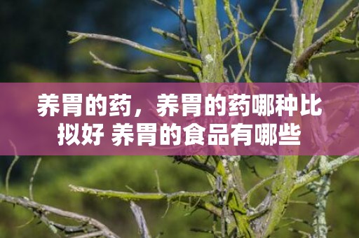 养胃的药，养胃的药哪种比拟好 养胃的食品有哪些