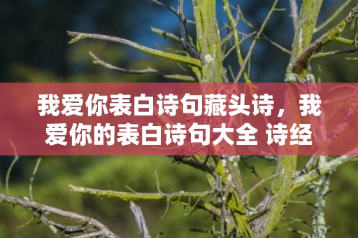 我爱你表白诗句藏头诗，我爱你的表白诗句大全 诗经里表白爱意的句子