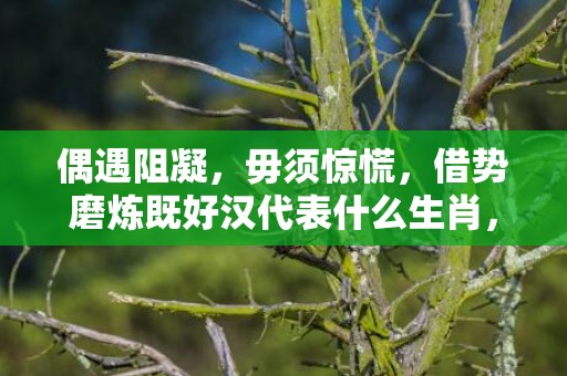 偶遇阻凝，毋须惊慌，借势磨炼既好汉代表什么生肖，精选解答落实