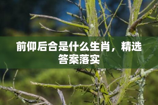 前仰后合是什么生肖，精选答案落实