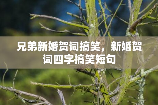 兄弟新婚贺词搞笑，新婚贺词四字搞笑短句