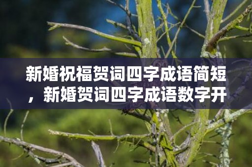 新婚祝福贺词四字成语简短，新婚贺词四字成语数字开头，新婚祝贺词四字