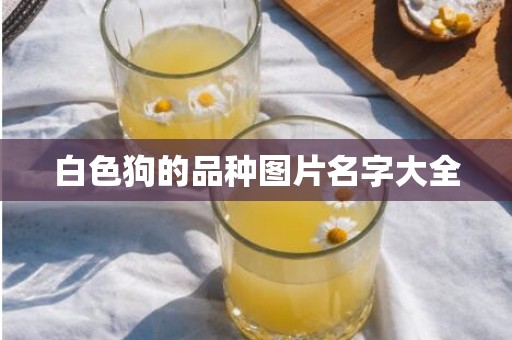 白色狗的品种图片名字大全