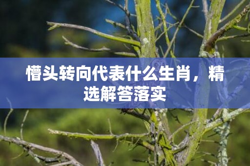 懵头转向代表什么生肖，精选解答落实
